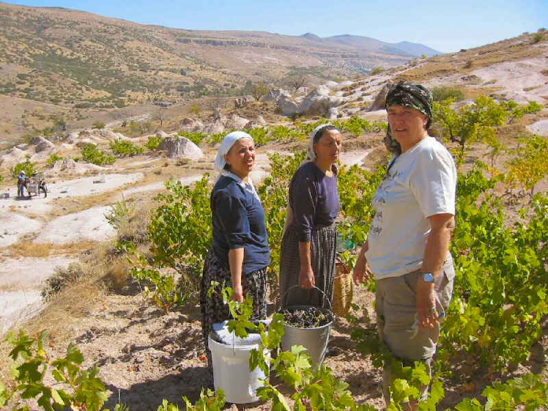 A vineyard in Cappadocia Region