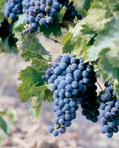 Carignan grapes from Aegean Region